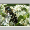 Scaeva pyrastri - Spaete Grossstirnschwebfliege w01.jpg